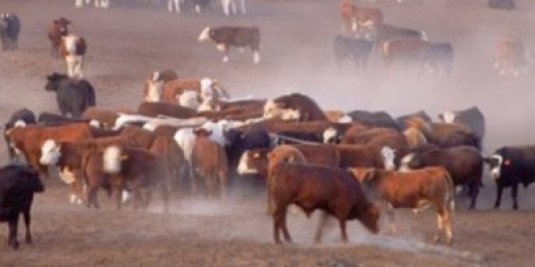 Explozie la o fermă, din cauza flatulenţelor vacilor